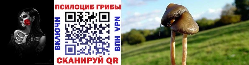 мега ссылки  Королёв  Псилоцибиновые грибы Cubensis 